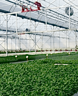 Fide Yetiştireme Seraları