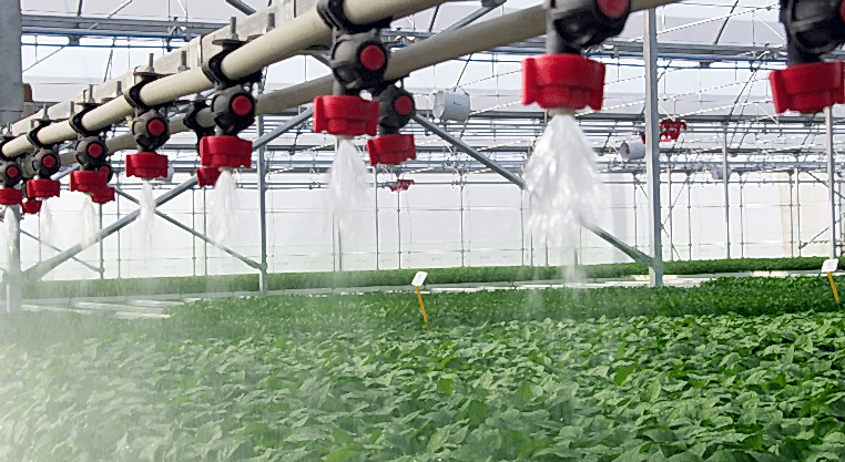 fide fidan üretim seraları