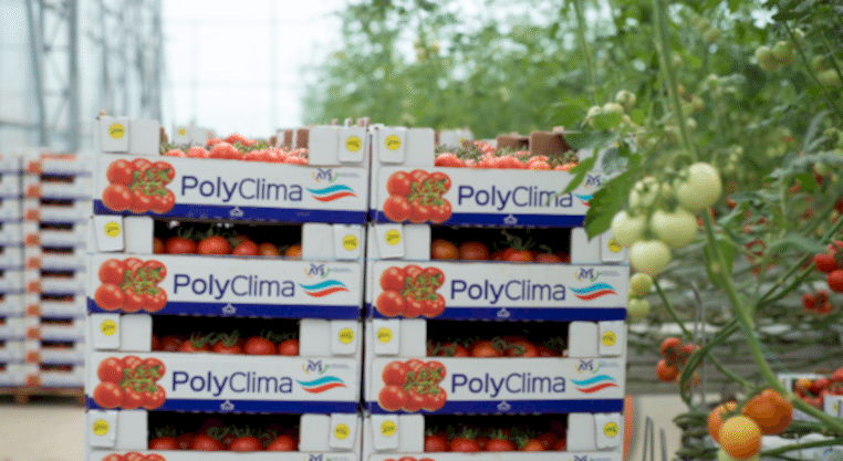 polyclima sogutmalı sera sistemleri