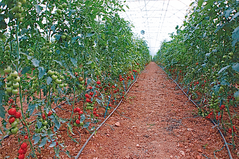 ays proje topraklı tarım seraları