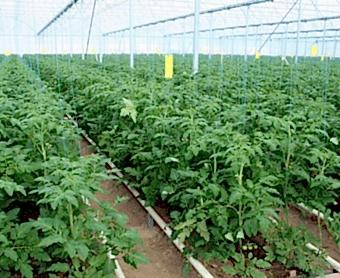 Topraklı Tarım Seraları