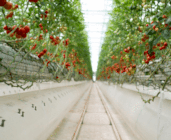 Topraksız (Hidroponik) Tarım Seraları