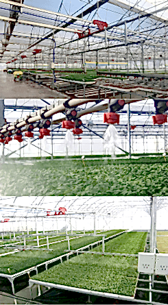 Fidelik Ekipmanları