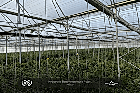 Meksika’daki 2 Hektarlık Hidroponik Berry Sera Projemizi Başarıyla Tamamladık!