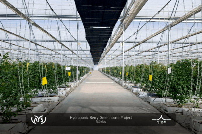 Meksika’daki 2 Hektarlık Hidroponik Berry Sera Projemizi Başarıyla Tamamladık!