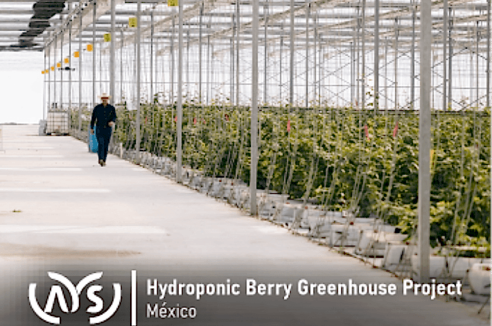 Meksika’daki 2 Hektarlık Hidroponik Berry Sera Projemizi Başarıyla Tamamladık!