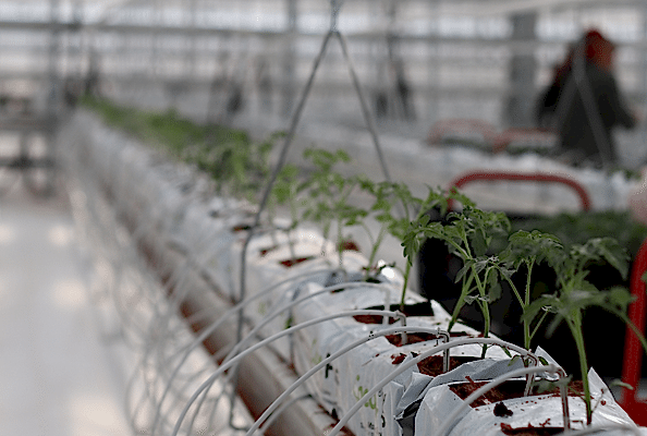 damlama sulama sistemi