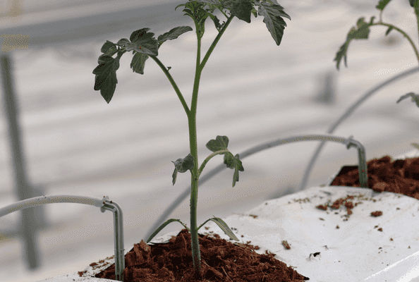 drip sulama, sulama sistemi